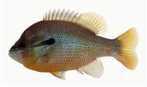 Lepomis auritus » NCFishes.com