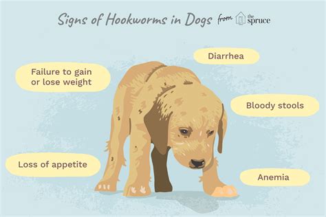 How to Treat Hookworms in Dogs