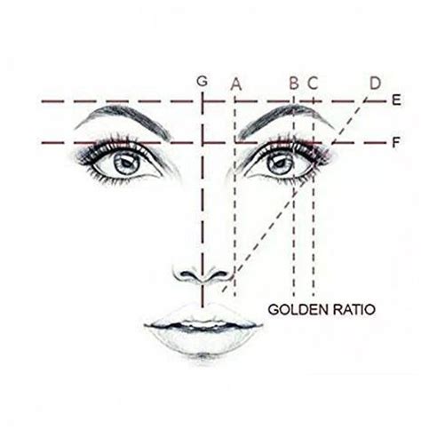 The Golden Ratio Principle In Eyebrow Microblading