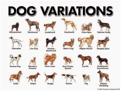 Rules of the Jungle: Different dog types