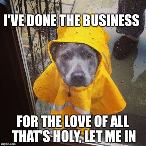 Dog meme and rain | Happy dogs, Dog memes, Funny dogs