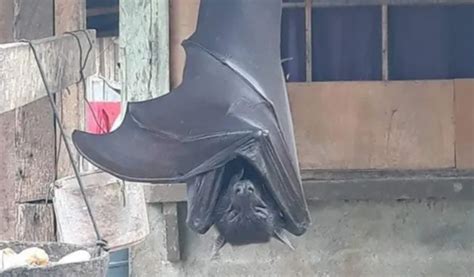 Fake or Real? Picture of ‘Human-Sized’ Bat From Philippines Spooks ...