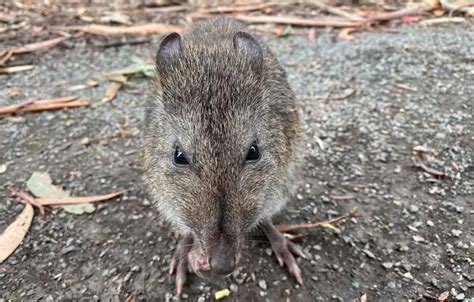 Long-Nosed Potoroo | The Animal Facts | Appearance, Diet, Behavior