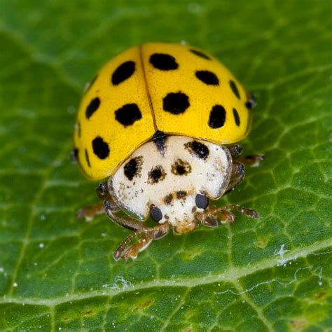 Yellow Ladybug - Learn About Nature