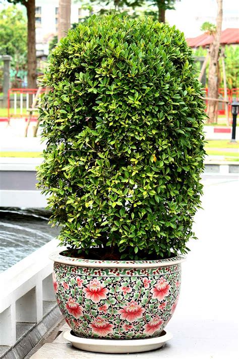 Evergreen Shrubs Containers