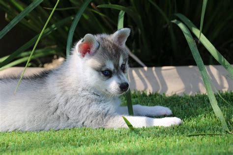 How Much Is A Miniature Husky Puppy