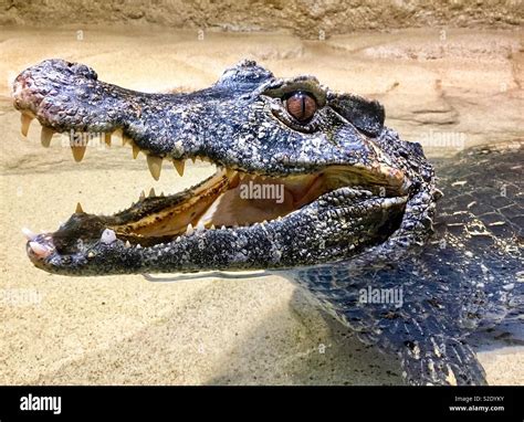 Caiman with open mouth showing teeth while laying in water Stock Photo ...