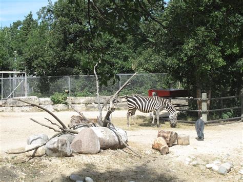 momstown Winnipeg: Trip to the Zoo