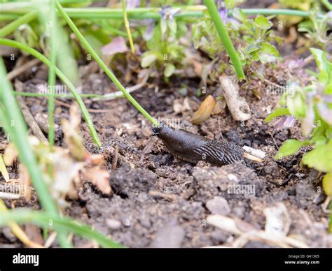 common garden slug feeding on plants in herb garden Stock Photo - Alamy