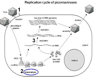 The Virology Blog: Specific Viral Families: Picornaviridae