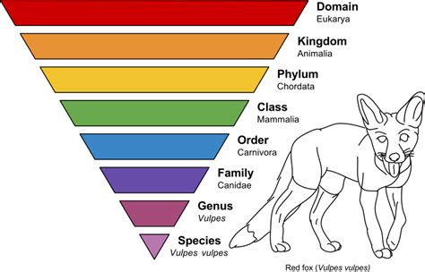 Classification System Science Lesson: Learning Taxonomy | Woo! Jr. Kids ...