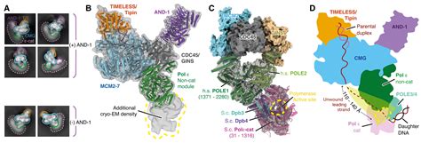 Structure of a human replisome shows the organisation and interactions ...