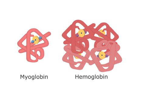 Oxygen Myoglobin Dissociation Curve | GetBodySmart