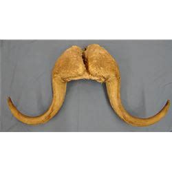 Musk ox horns, 24" span