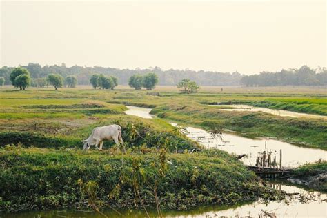 18 Wild Animals in Myanmar [Wildlife in Myanmar] - Kevmrc