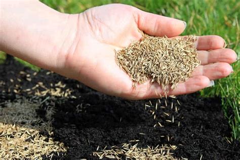 How To Plant Grass Seed | Lawn.com.au