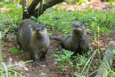 PHOTOS: Baby River Otter Debuts at the Prospect Park Zoo - Prospect ...