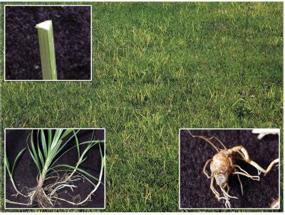 What Does Nutsedge Look like | Nutsedge Weed Identification Guide