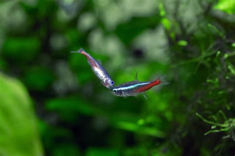 Green neon tetra vs Neon tetra | Akvaristika i teraristika