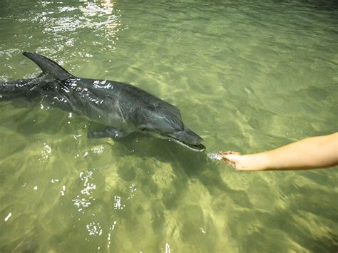 Responsible Wild Dolphin Feeding practices | Tangalooma Island Resort