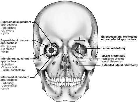 Orbital Soft Tissues Plastic Surgery Key