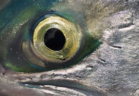 Macro Of The Eye Of An Sockeye Salmon Photograph by Chris Miller