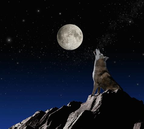 Wolf Howling At Moon Photograph by John Lund - Fine Art America