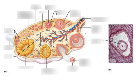 Figure 43.5 Anatomy of the human ovary Diagram | Quizlet