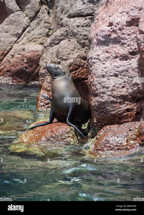 Sea lions on the rocks at Isla Espiritu Santo en La Paz Baja California ...