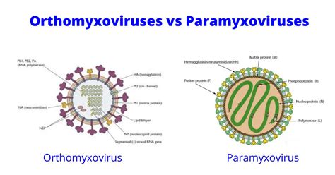 Properties of Orthomyxoviruses and Paramyxoviruses • Microbe Online