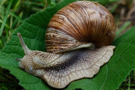 Snail poop: How do they do it and what does it look like?