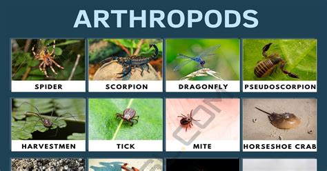 Arthropods Are A Type Of Spider