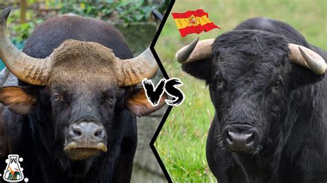 INDIAN GAUR VS SPANISH BULL - What If They Fought? - YouTube