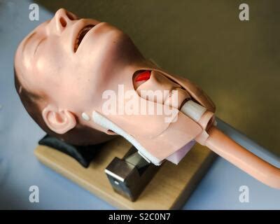 MANIKIN SIMULATION Stock Photo - Alamy