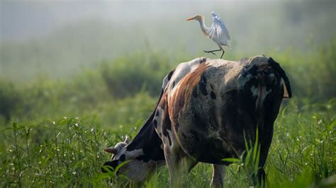 Symbiotic Relationship Between A Cattle Egret And Cow - All About Cow ...