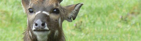 Sitatunga | African Wildlife Foundation