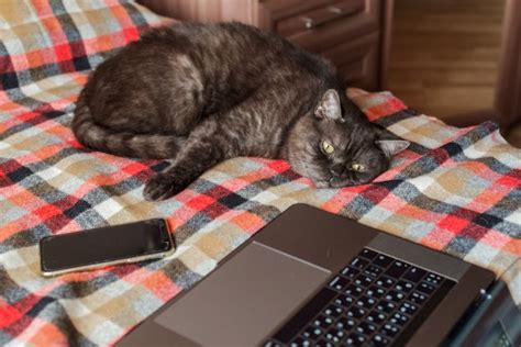 Funny cat pretends to use laptop | Premium Photo