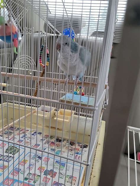 Blue Quaker Parrot With Cage