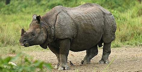 About Greater One Horned Rhino | WWF India