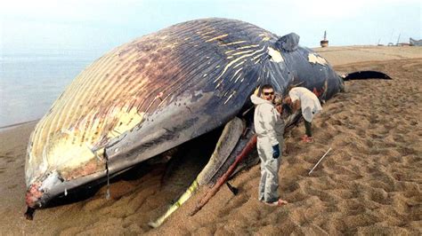 Nature Is Beautiful: A New Study Has Shown That When A Blue Whale Dies ...