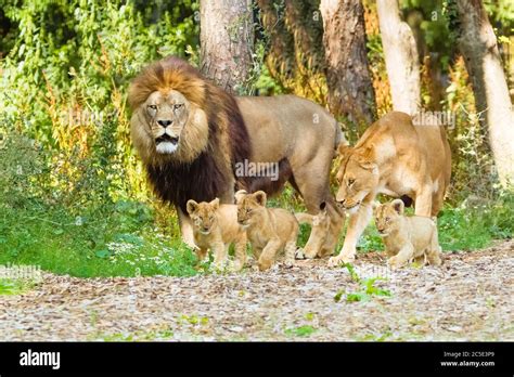 Lion (Panthera leo) Male and lioness and Three Cubs together Stock ...