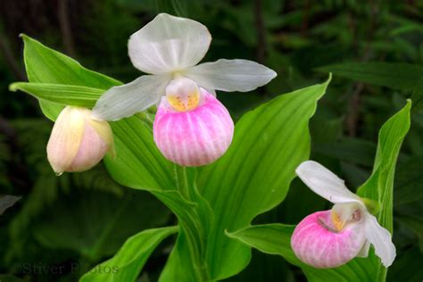 How to Grow Lady’s Slipper Orchid | HubPages