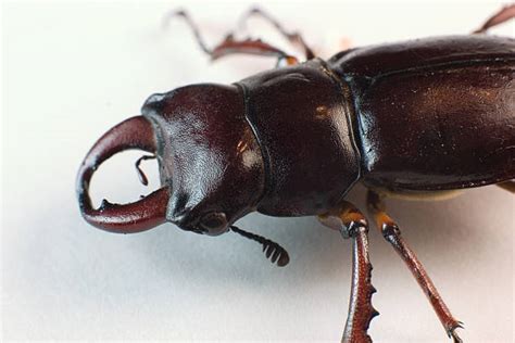 Best Stag Beetle Bite Stock Photos, Pictures & Royalty-Free Images - iStock