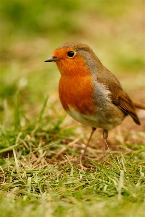 Bird of the month - robin - The English Garden