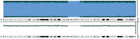 SNP array. SNP probes profile showed a long contiguous stretch of ...