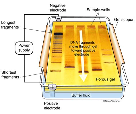 Electrophoresis Diagram