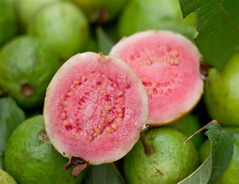 Guava Tree Pink Variety