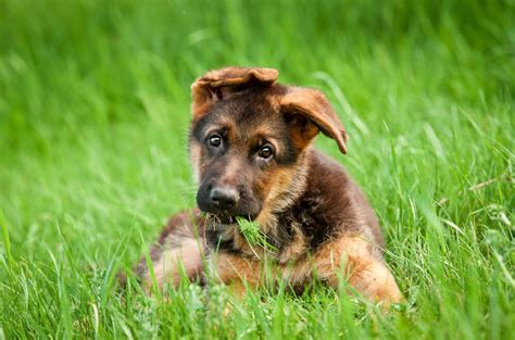 Adopting German shepherd Puppies: Everything You Need to Know