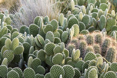 21 Best Cactus Plants to Grow in Your Garden