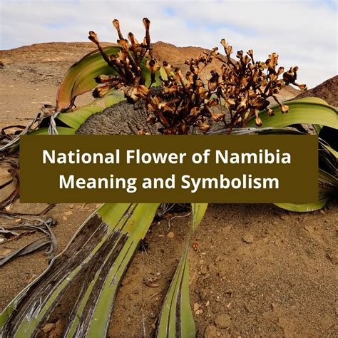 What is the national flower of Namibia, Meaning and Symbolism